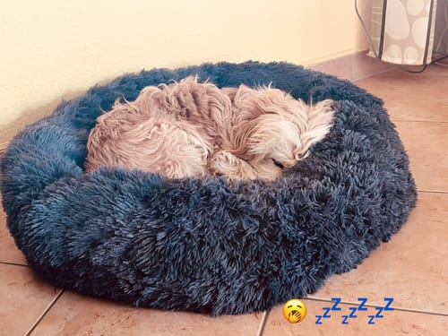Customer photo review of Puppery Hundebett Wolke 7 - Das Original