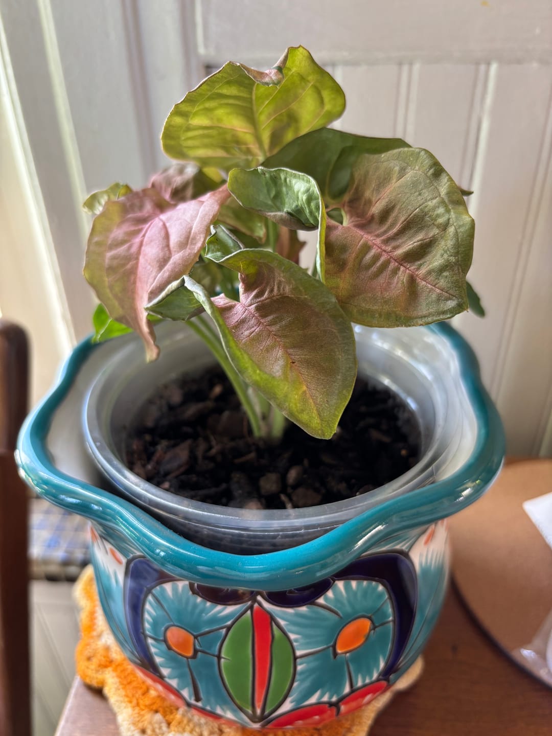 Customer photo review of Syngonium podophyllum 'Neon Robusta'