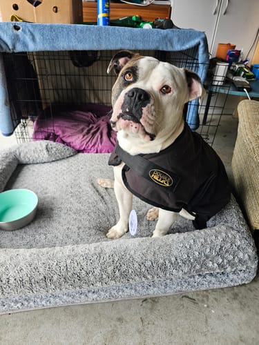 Customer photo review of Double Hill Oilskin Dog Coat