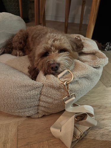 Customer photo review of Hazelnut | The Cosy Car Seat