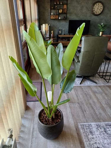 Customer photo review of Strelitzia Kunstplant 120cm