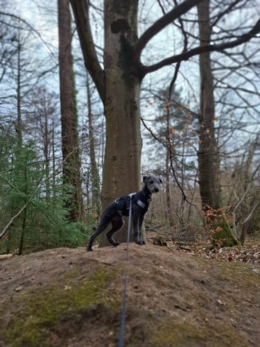 Customer photo review of Sighthound Escape Proof Harness