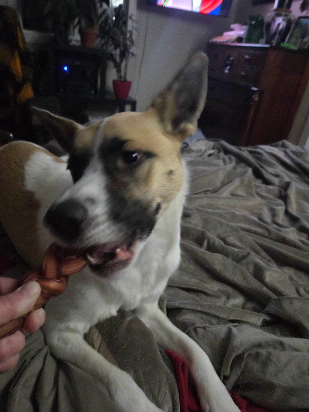 Customer photo review of 6 Inch Jumbo Braided Bully Stick