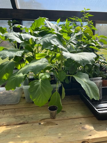 Large healthy pepper and eggplant seedlings grown with Elm Dirt Plant Juice