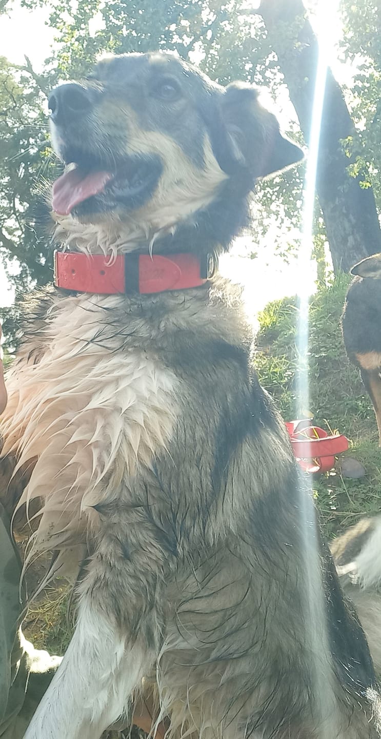 Customer photo review of Collar Duke Rojo/Negro