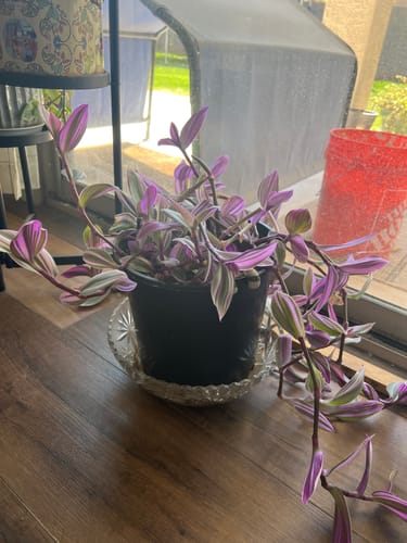 Customer photo review of Plant Food