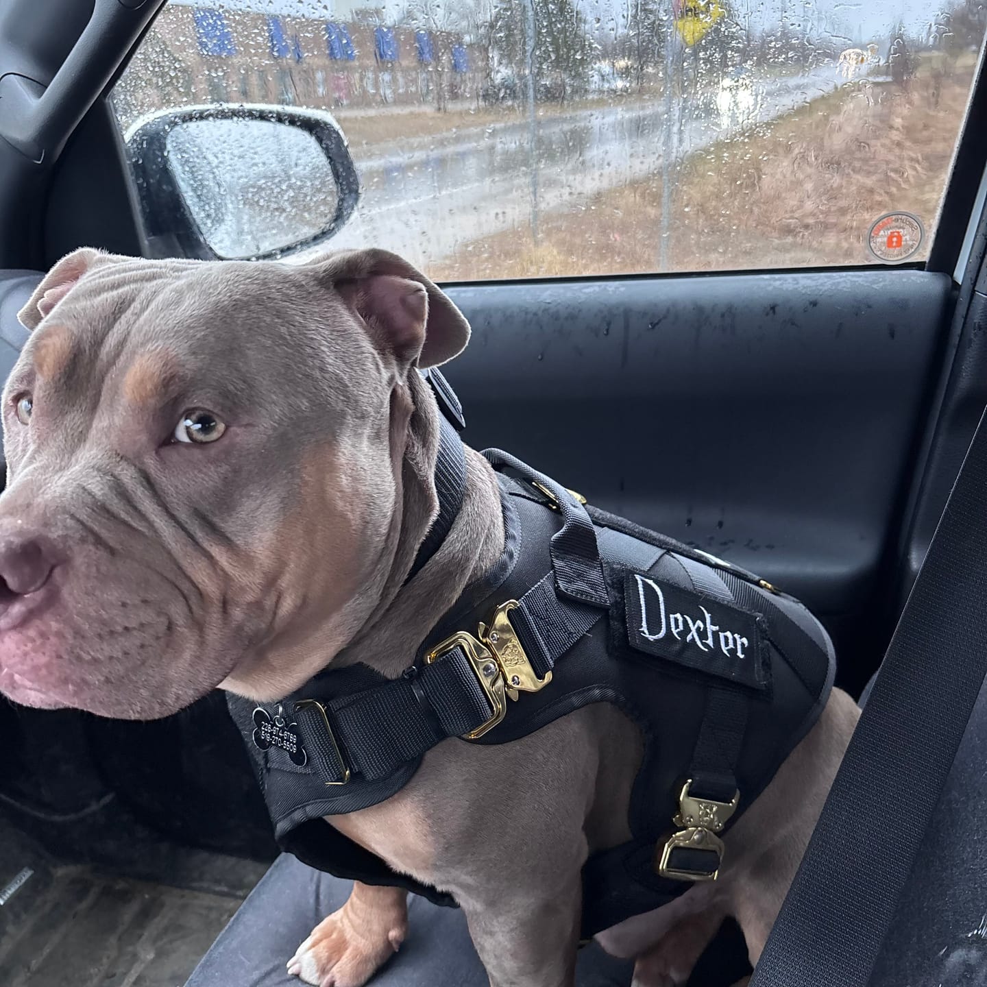 Customer photo review of HNTR 3.0 Dog Harness - Noir