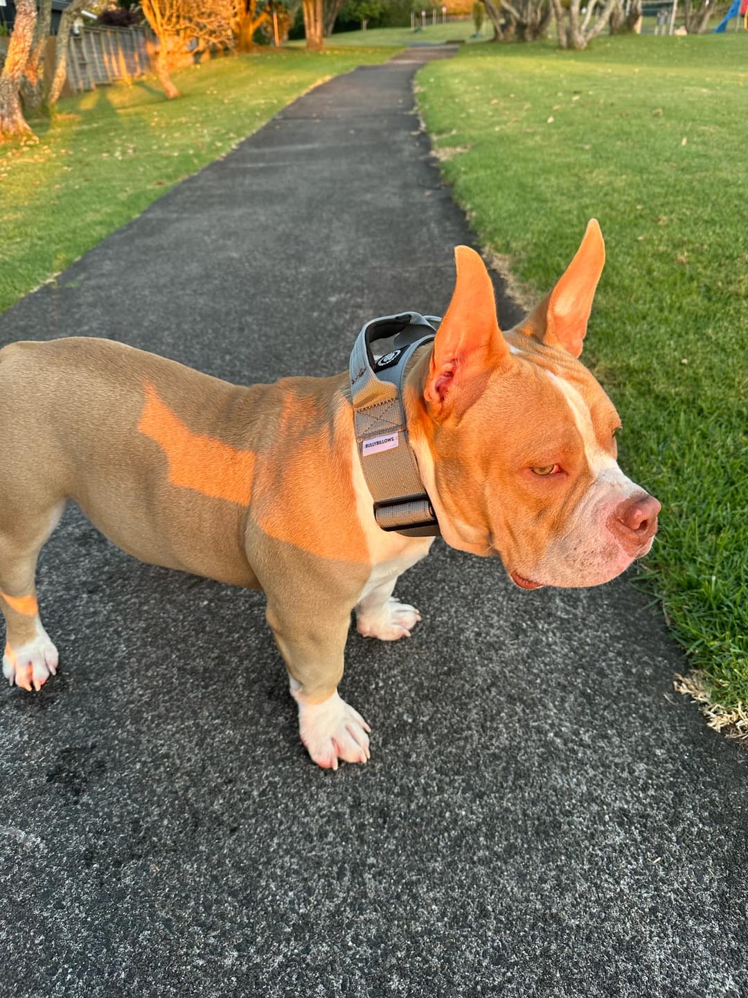 Customer photo review of 5cm Combat® Collar | With Handle & Secure Clip - Metal Grey