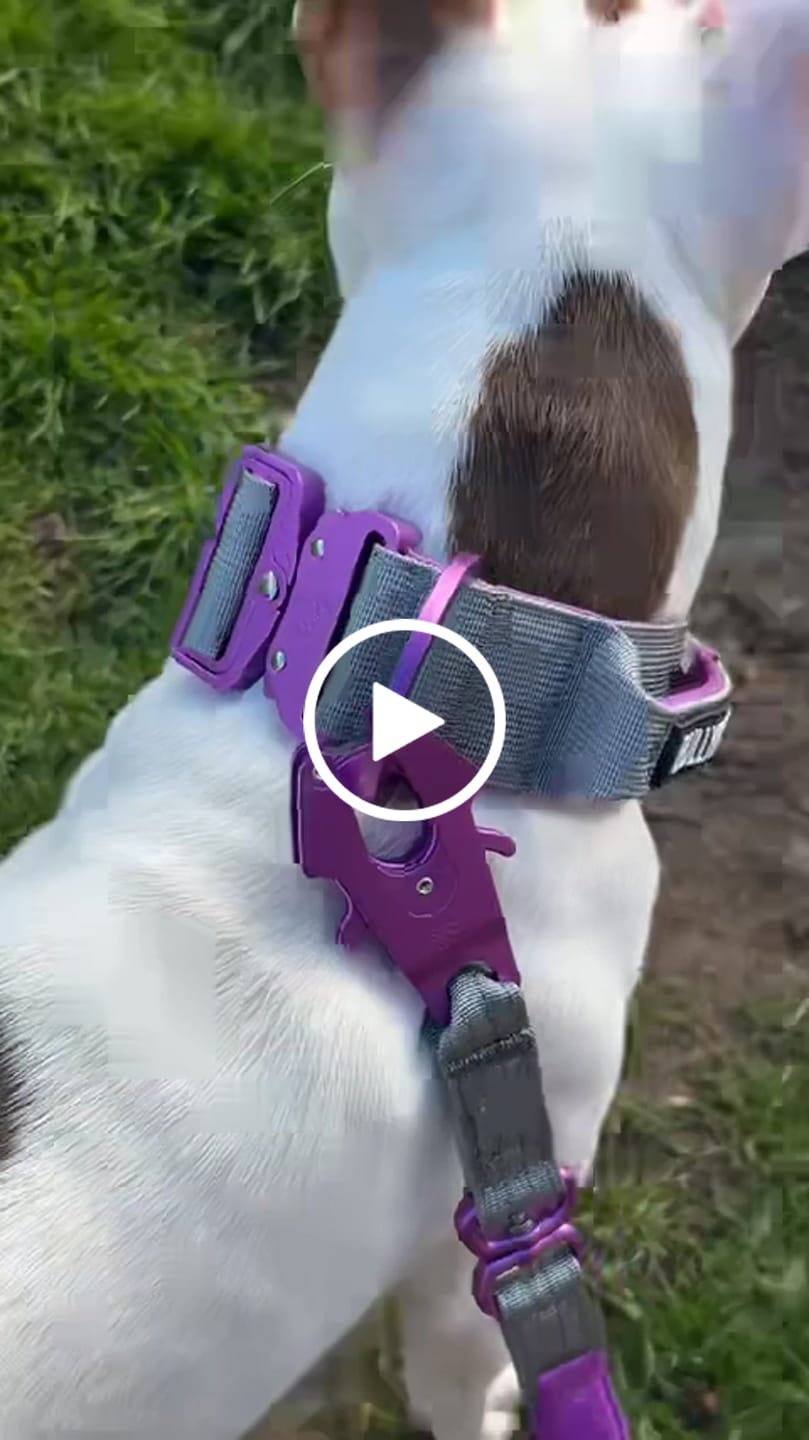 Customer video review of 1.4m Lighter Swivel Combat Lead | Anti-Tangle & Secure Clip - Purple x Metal Grey