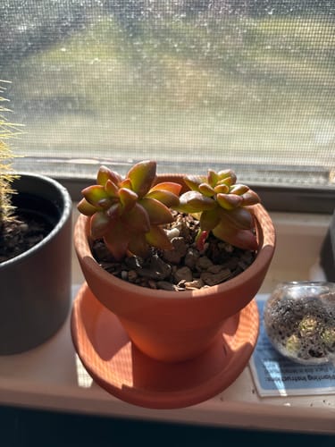 Customer photo review of Sedum Adolphi | Shooting Stars