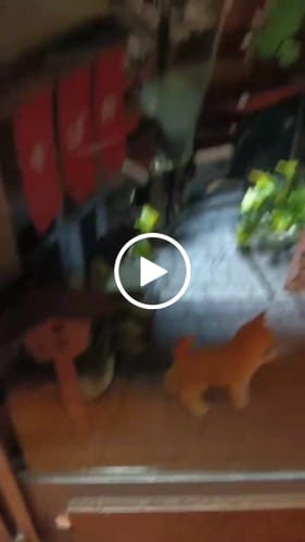 Customer video review of Kyoto Gion Book Nook | Anavrin