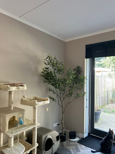 Customer photo review of Pre-Order Kunst Olijfboom 210cm (Maart '25)
