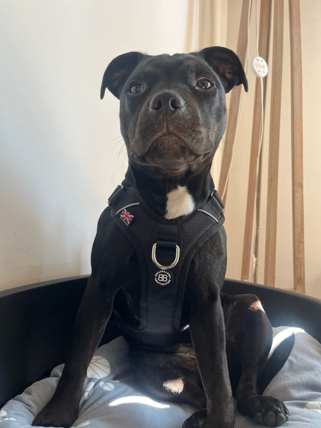 Customer photo review of Anti Pull Harness | With Handle & Lighter | Hurricane Harness - Black