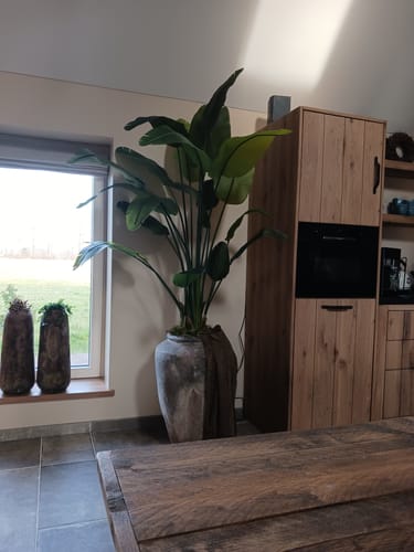 Customer photo review of Strelitzia Kunstplant 180cm