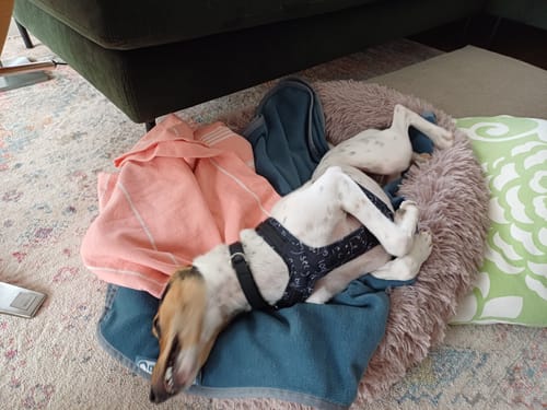 Customer photo review of Puppery Hundebett Wolke 7 - Das Original