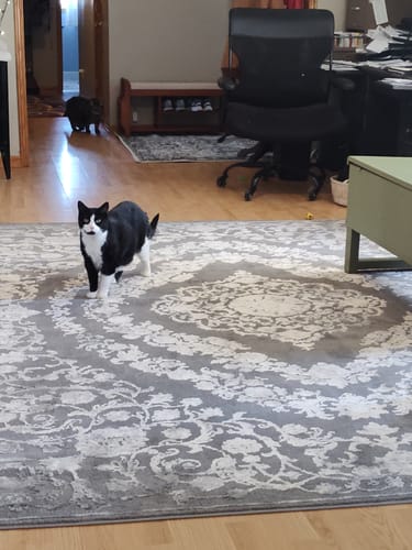 Customer photo review of Cabacungan Washable Area Rug