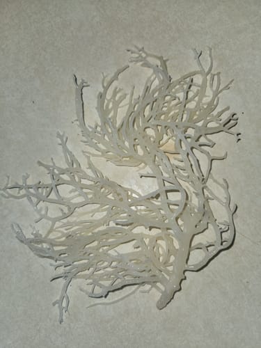 Customer photo review of Raw Wildcrafted Sea Moss 4oz