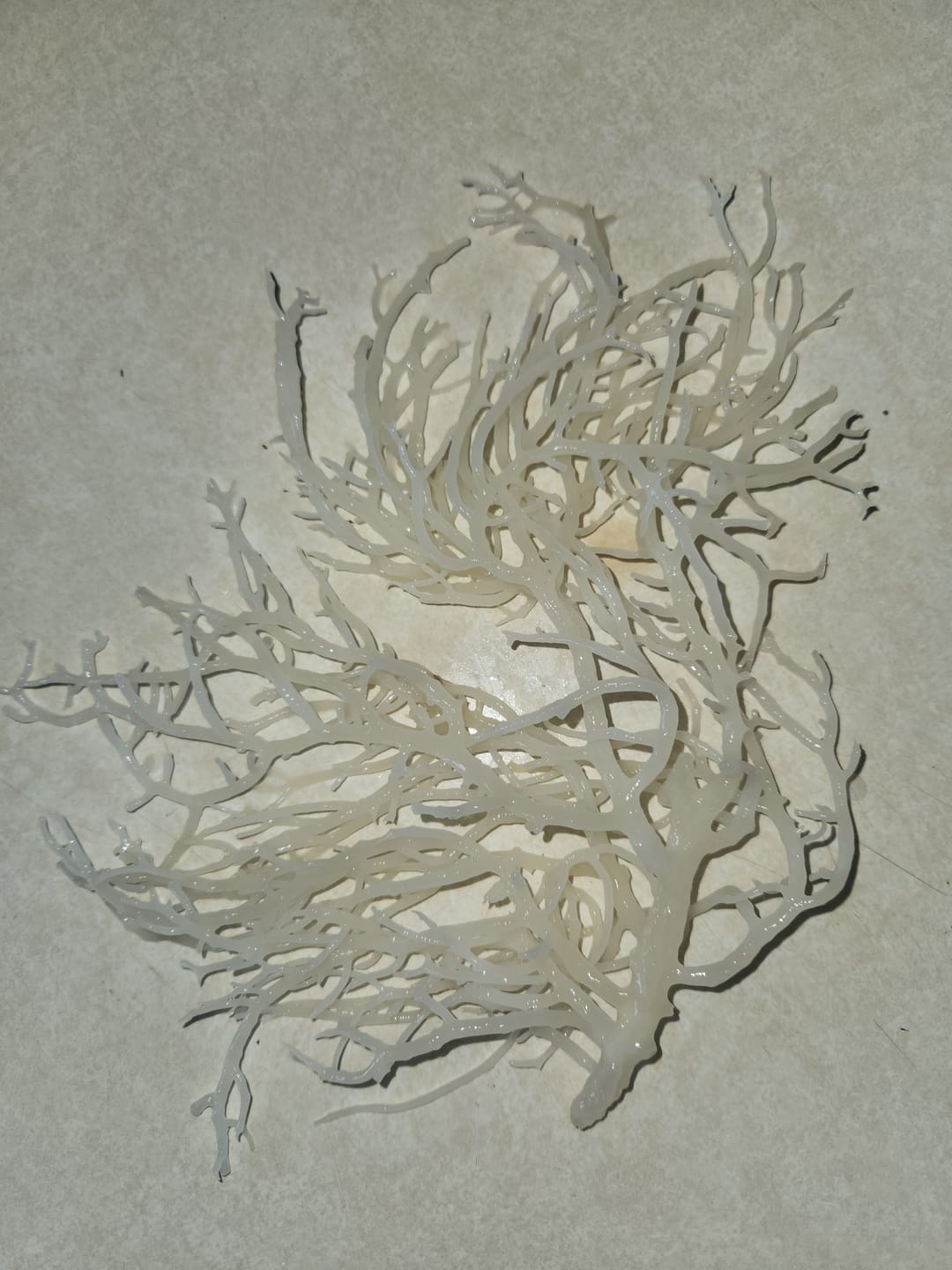 Customer photo review of Raw Wildcrafted Sea Moss 4oz