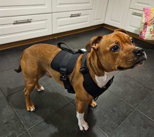 Customer photo review of No Pull Bully Proof Harness