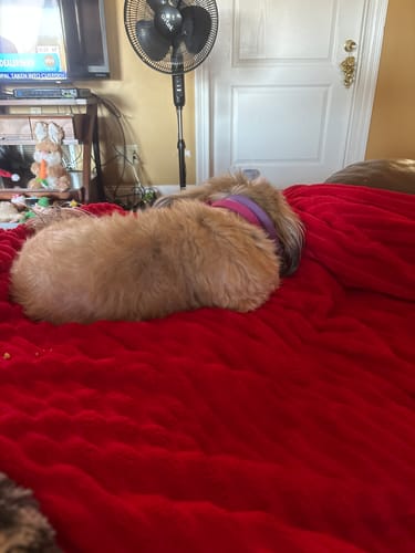Customer photo review of FurLife™ 8 Months Flea and Tick Free