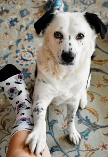 undefined review of Personalisierte Socken mit deinem Haustier image 1 out of 1