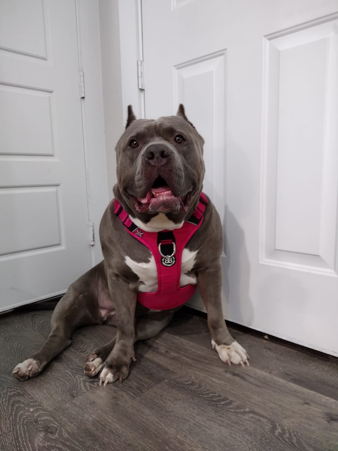 Customer photo review of Anti Pull Hurricane Harness - With Handle - Carminerose