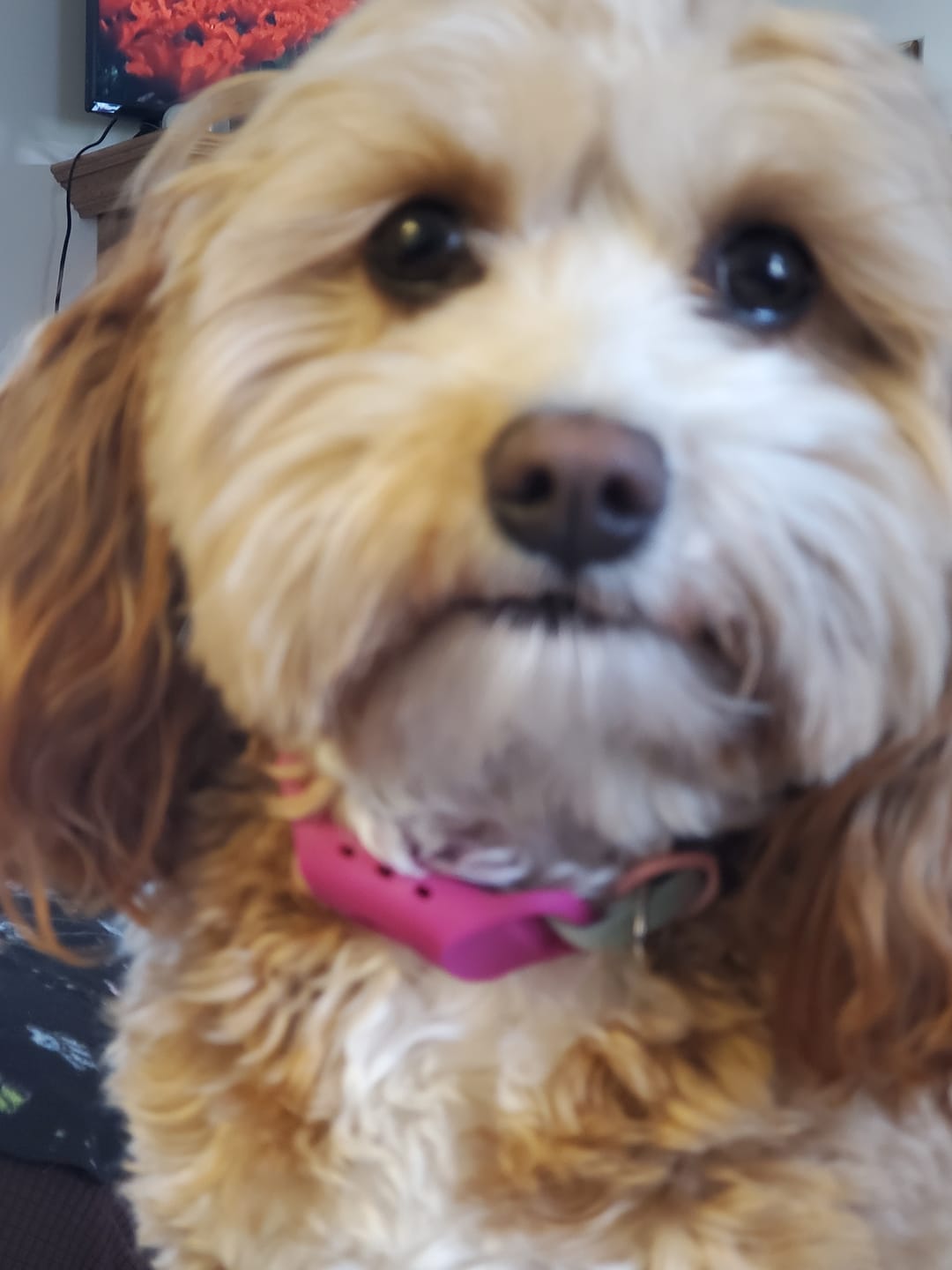 Customer photo review of FurLife Shipping Protection