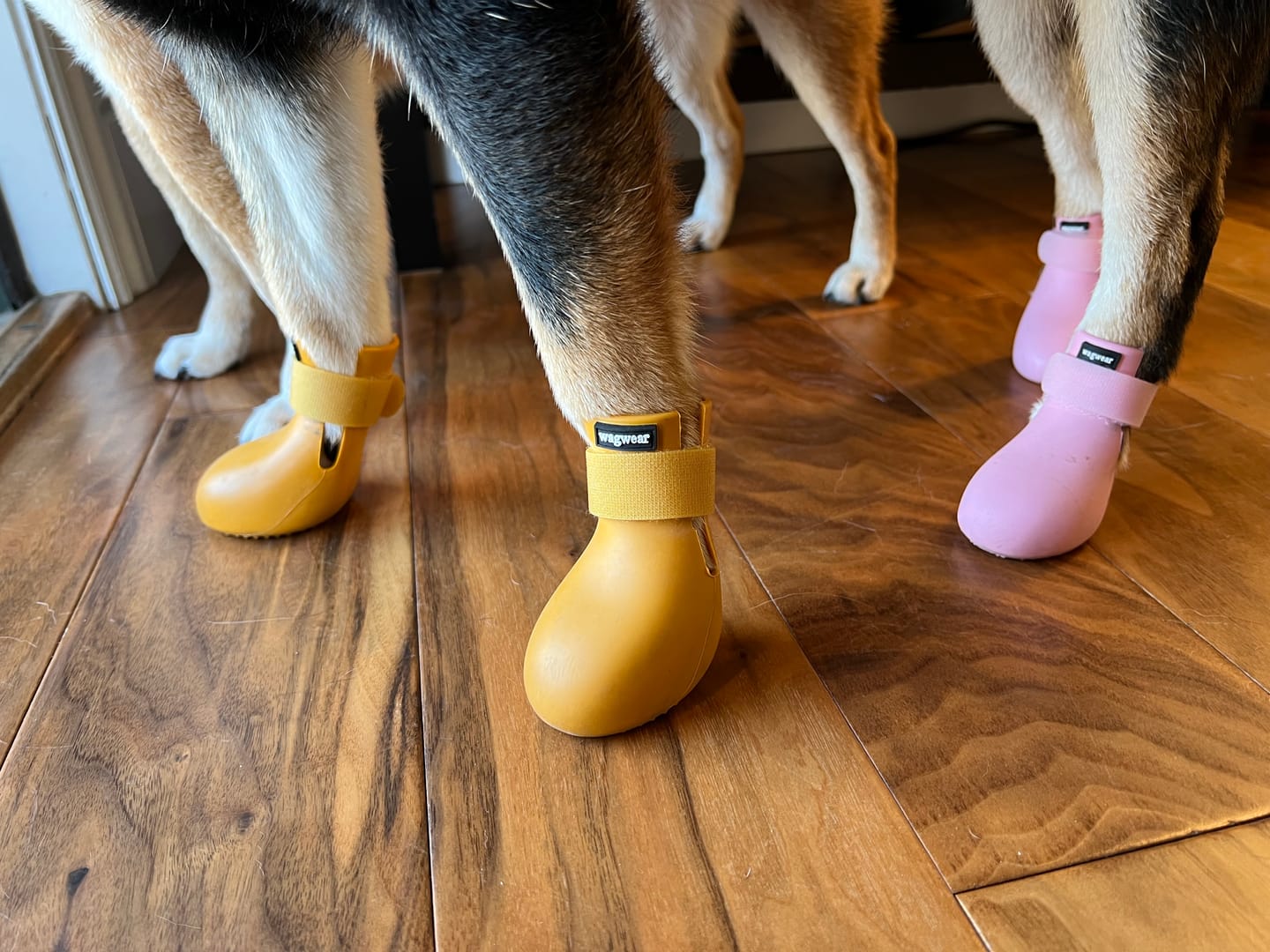 Customer photo review of WagWellie® Single