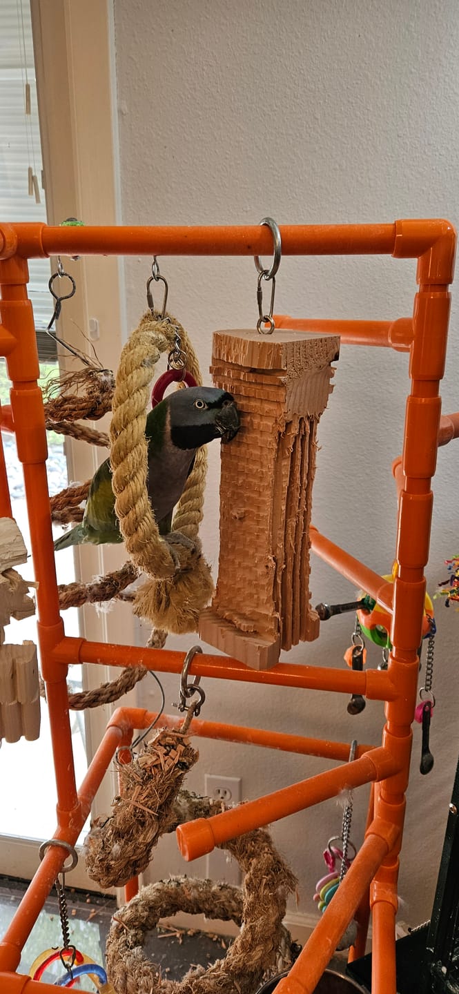 Customer photo review of Big Chippy - The Ultimate Toy For Big Birds