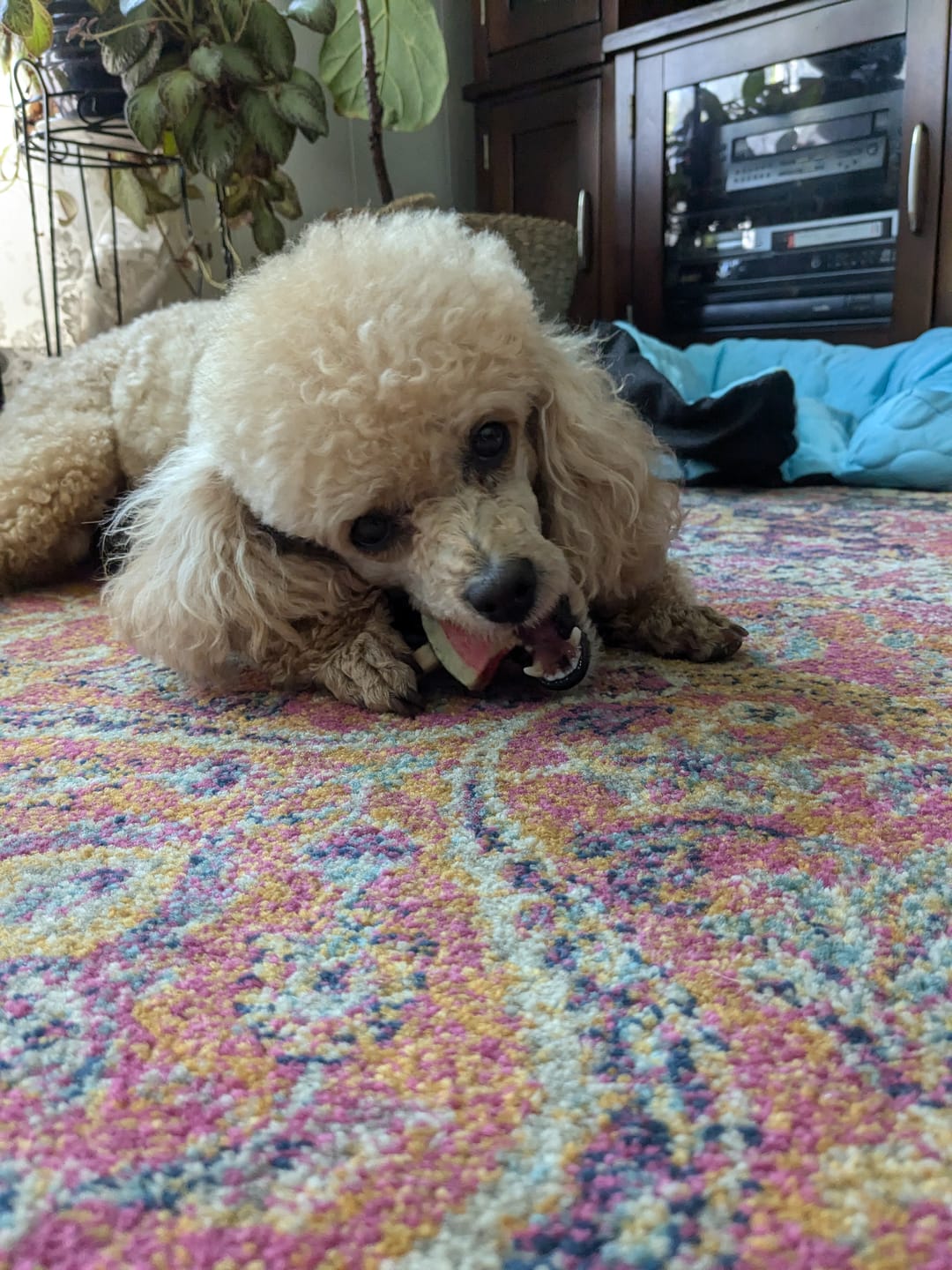 Customer photo review of Blueberry Himalayan Yak Chew (MEDIUM)