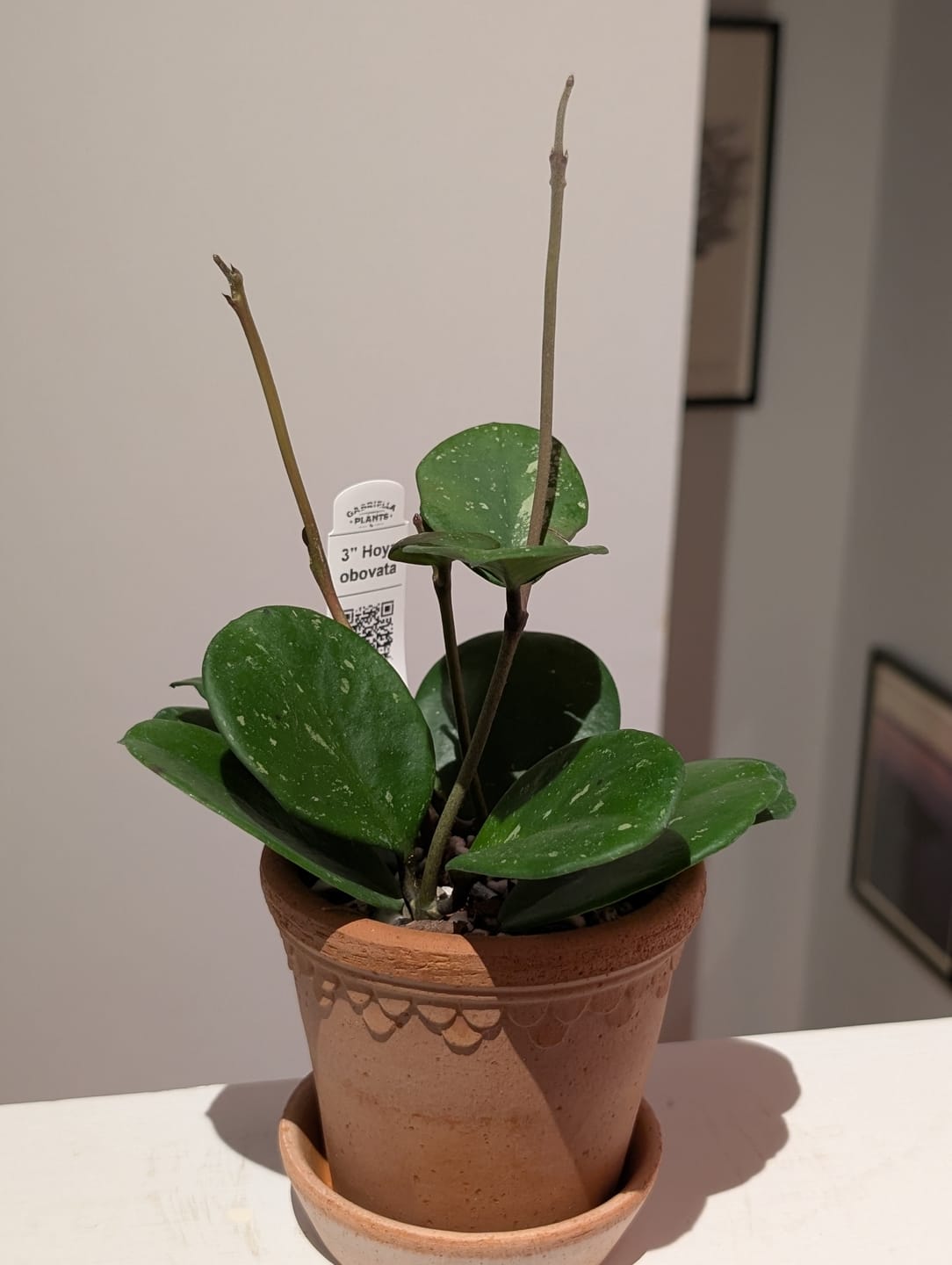 Customer photo review of Hoya obovata