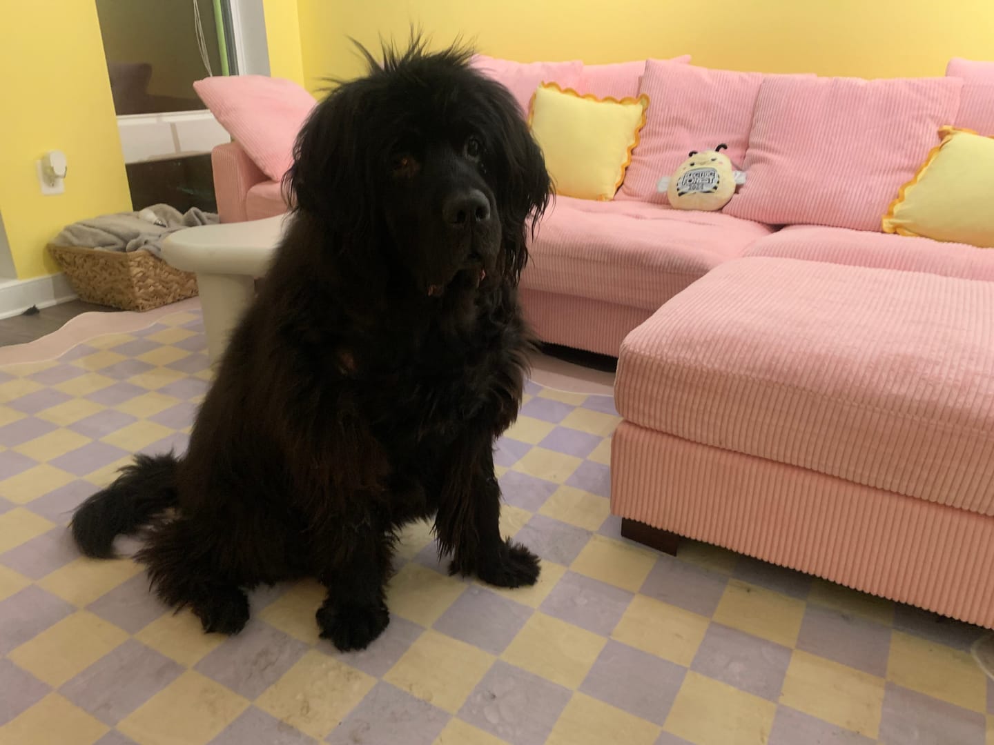 Customer photo review of Mellow Pastel Rug