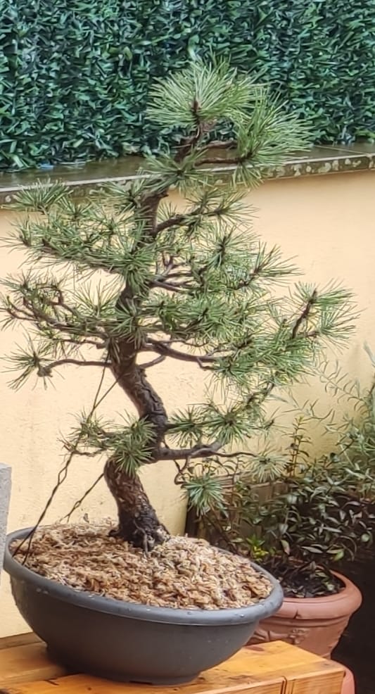Customer photo review of TIGER CB® (substrato premium ad alte prestazioni)
