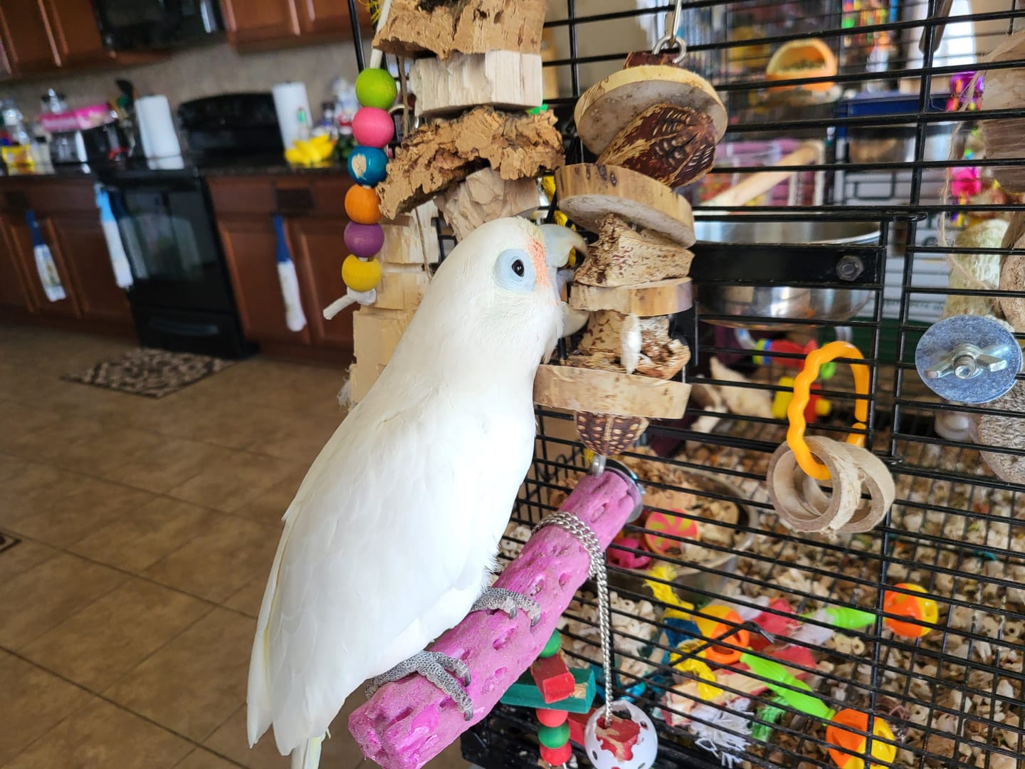 Customer photo review of Yucca & Mahogany Pod Stack - by Cheep Thrills Bird Toys