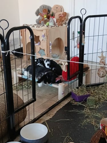 Customer photo review of Timothy Hay Box 'Coarse Cut'