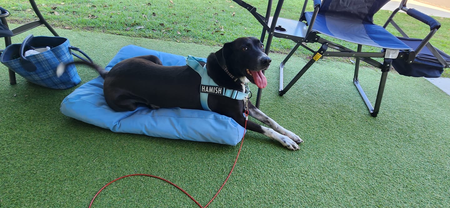 Customer photo review of No Pull Harness Complete Set