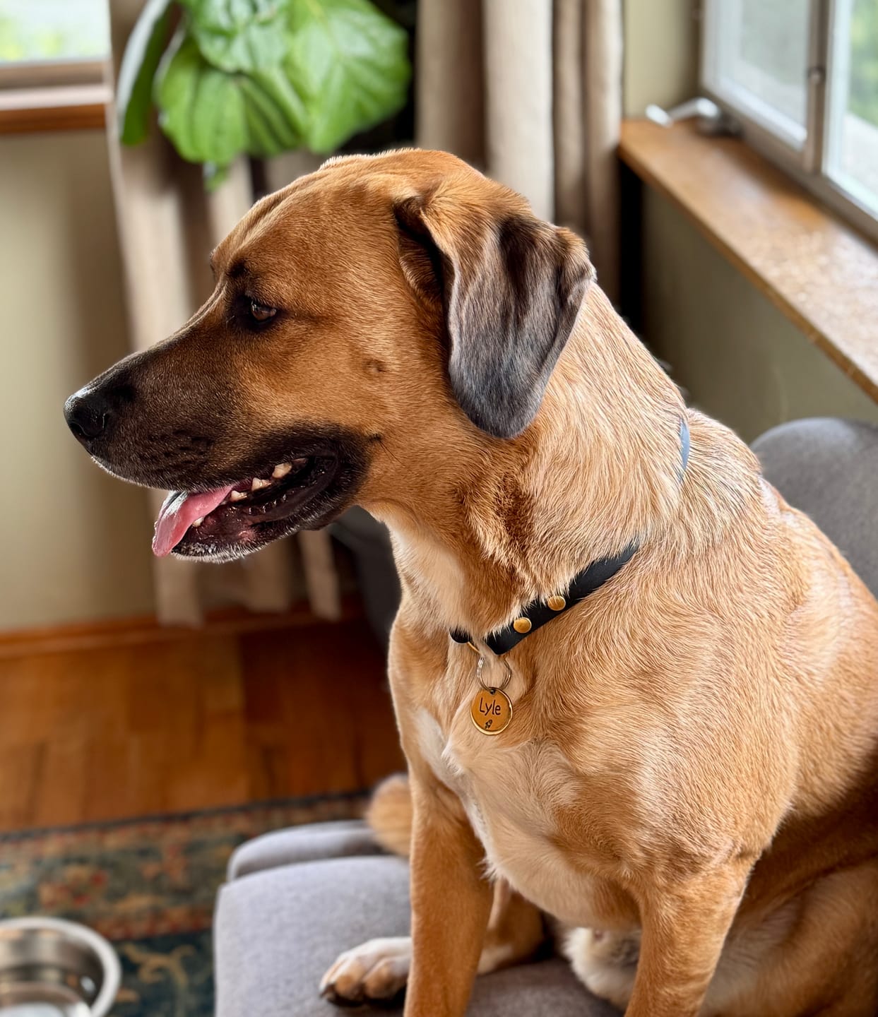 Customer photo review of House Collar