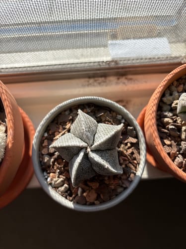 Customer photo review of Astrophytum myriostigma | Bishop's Cap Cactus