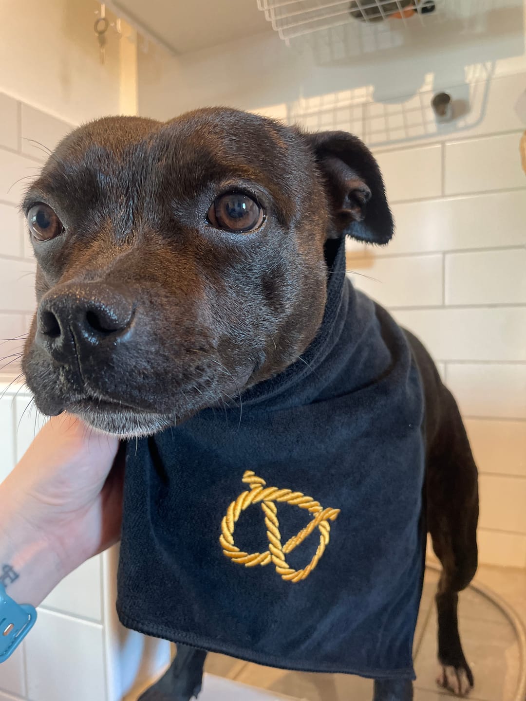 Customer photo review of Staffordshire Bull Terrier 1935® Towel - Black