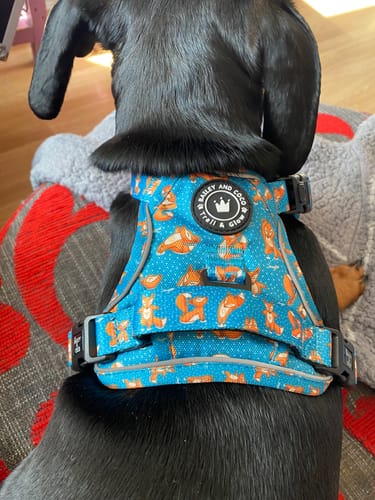 Customer photo review of Trail & Glow® Dog Harness - Foxy Yoga