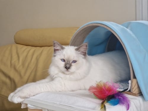 Avis photo d'un client sur Croquettes Chaton Sans Céréales - Poulet & Huile de Saumon