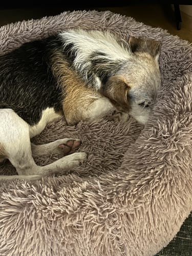 Customer photo review of Puppery Hundebett Wolke 7 - Das Original