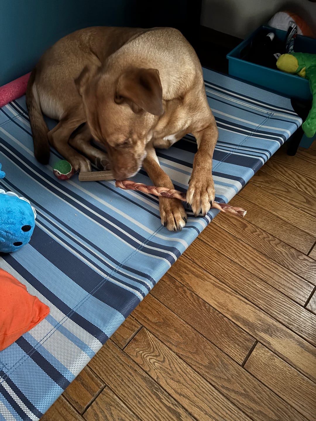 Customer photo review of 12 Inch Standard Braided Bully Stick