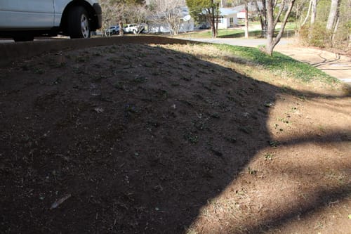 Customer photo review of Vinca Minor Bowles 50 count Flat
