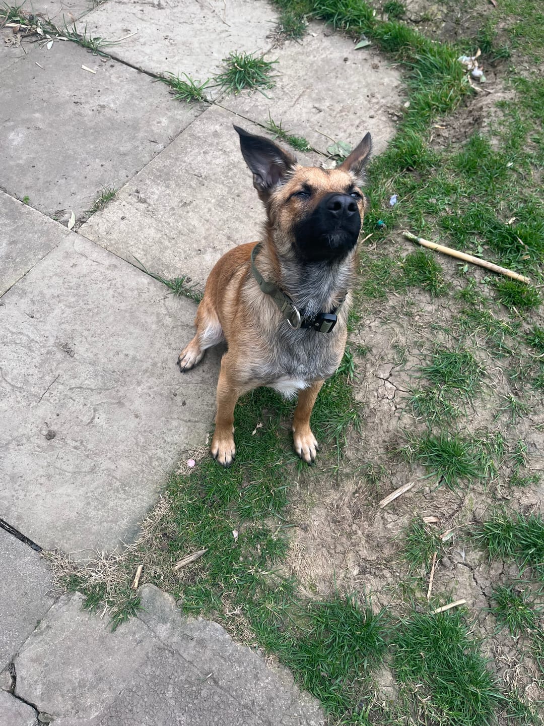 Customer photo review of 2.5cm Combat® Collar | With Handle & Rated Clip - Khaki