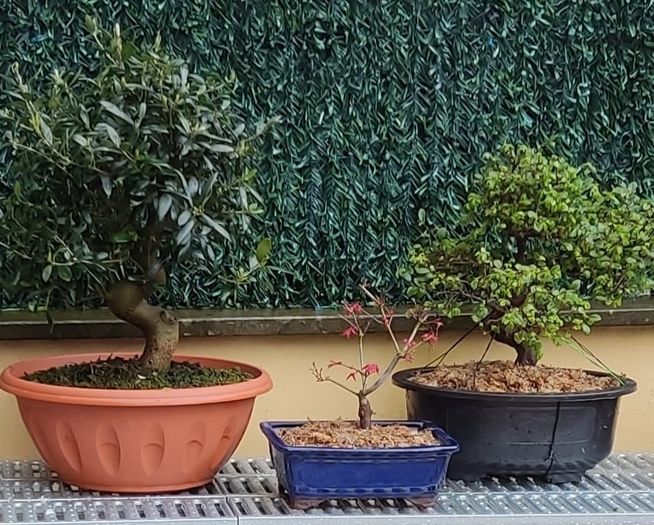 Customer photo review of SUPREMACY CB® (substrato premium ad alte prestazioni)