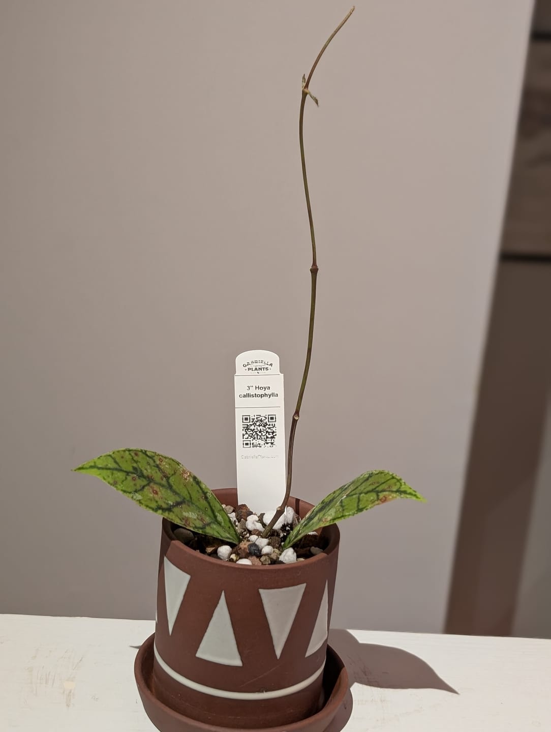 Customer photo review of Hoya callistophylla