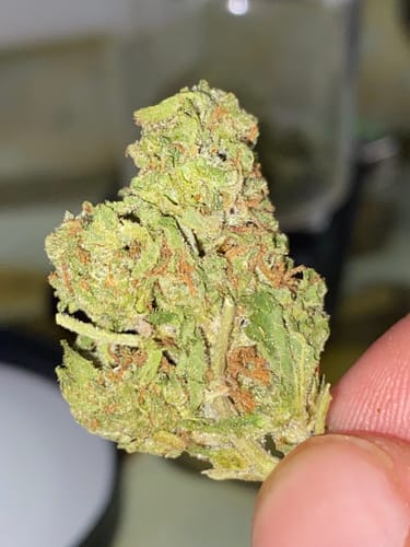 Customer photo review of Super Lemon Haze THCA Flower