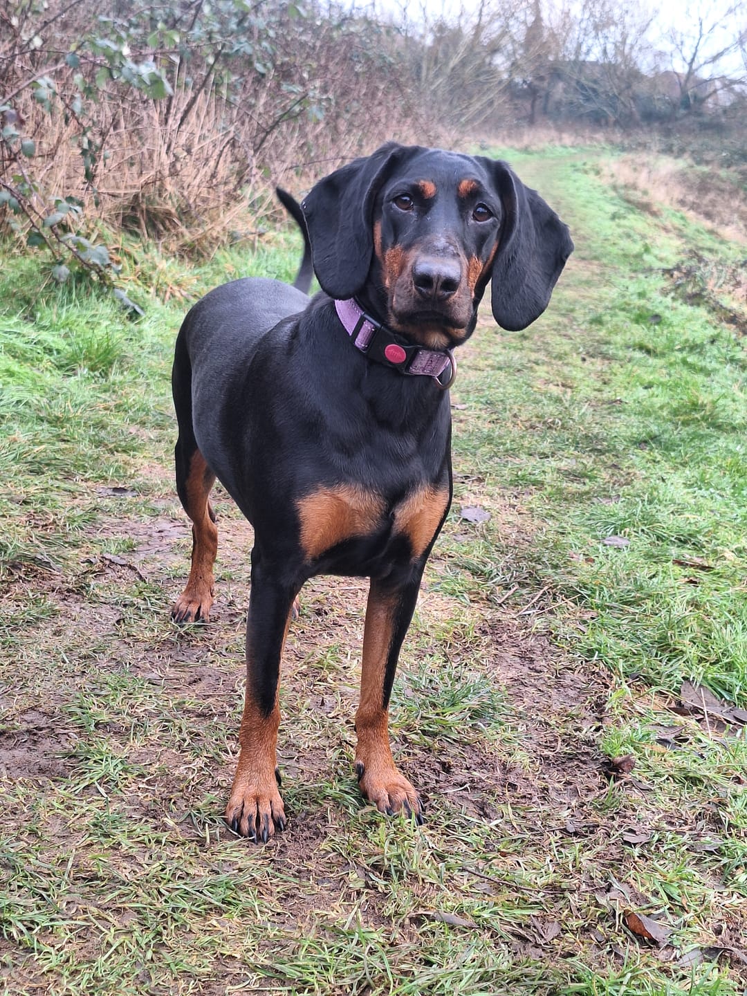 Customer photo review of English Duck Dry Food