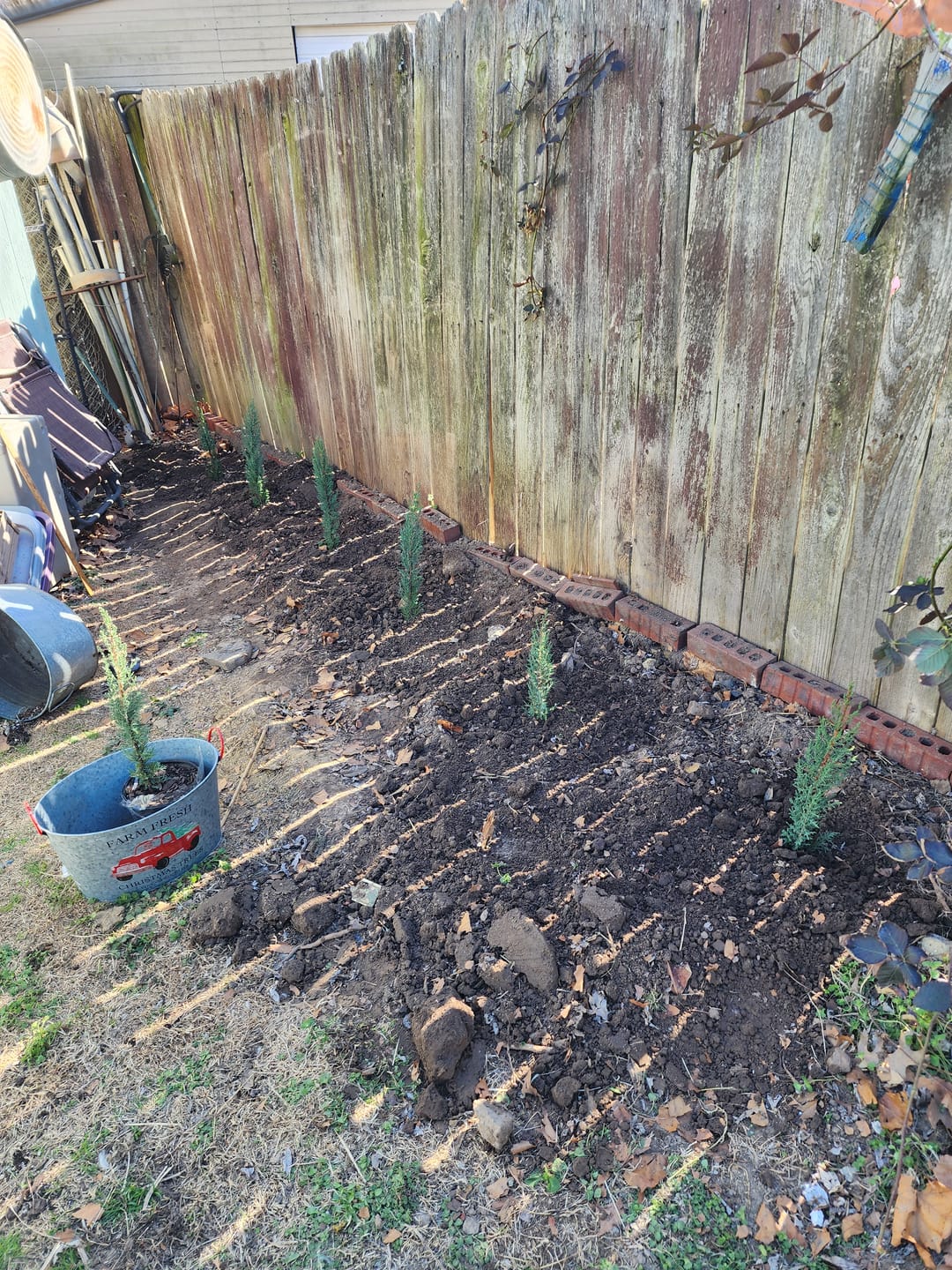 Customer photo review of Dwarf Italian Cypress, Mediterranean Cypress